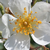 Biały  - Róże pnące ramblery - Kiftsgate